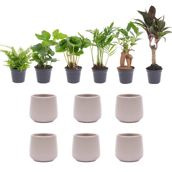 Mini Plant Set 6 - Including 6x Joey Pot Grey Matte