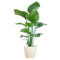 Strelitzia Nicolai - Paradisfuglplante - 80 cm - Ø21 cm