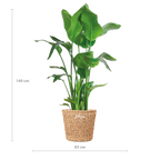Strelitzia Nicolai XL med Torun korg - 140cm - Ø27