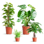 Easy Care Plant Box - Medium - Without Decorative Pots
