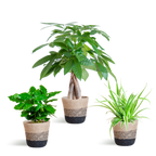 Pet-Friendly Plant Box - Small - with Lissabon Black Basket - Ø12