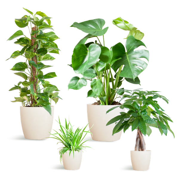 Easy Care Plant Box - Medium - Includes Viber Pots (White)