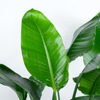 Strelitzia Nicolai XL med Torun korg - 140cm - Ø27