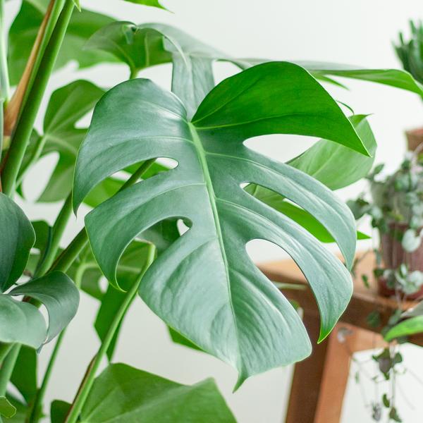 Monstera Deliciosa XL med Torun korg - 120cm - Ø24
