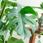 Monstera Deliciosa XL med Torun korg - 120cm - Ø24