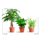 Pet-Friendly Plant Box (Mix)