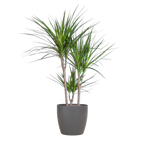 Dracaena Marginata with Grey Viber Pot - 95cm - Ø21