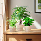 Pet-friendly Plant Box - Small - with Sofia Natural Basket - Ø12