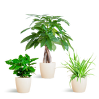 Pet-Friendly Plant Box - Small - with Viber White Pots - Ø12