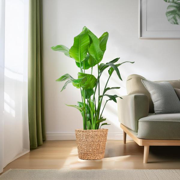 Strelitzia Nicolai XL med Torun korg - 140cm - Ø27