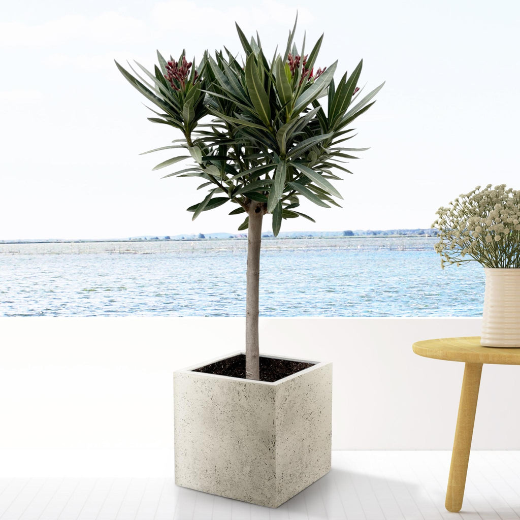 Nerium Oleander på stjälk med röd blomma - 90cm - Ø30