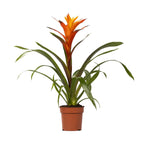 Guzmania Variada - Ø12 ↕50