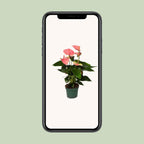 Anthurium Sweet Dream Plante | Anthurium Sweet Dream | Plantepragt
