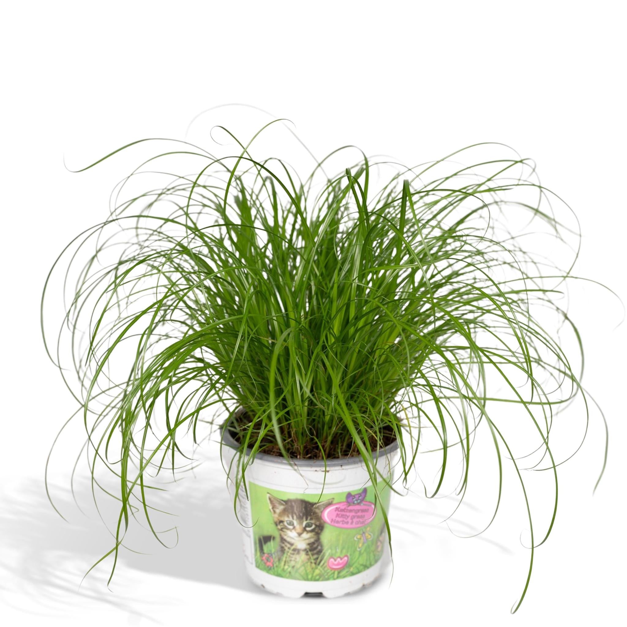 Cyperus Alternifolius  - Kattegræs - 20cm - Ø12
