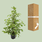 Ficus benjamina Goldenking - Ø21cm - ↕95cm