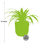 Chlorophytum Comosum Variegatum 14cm