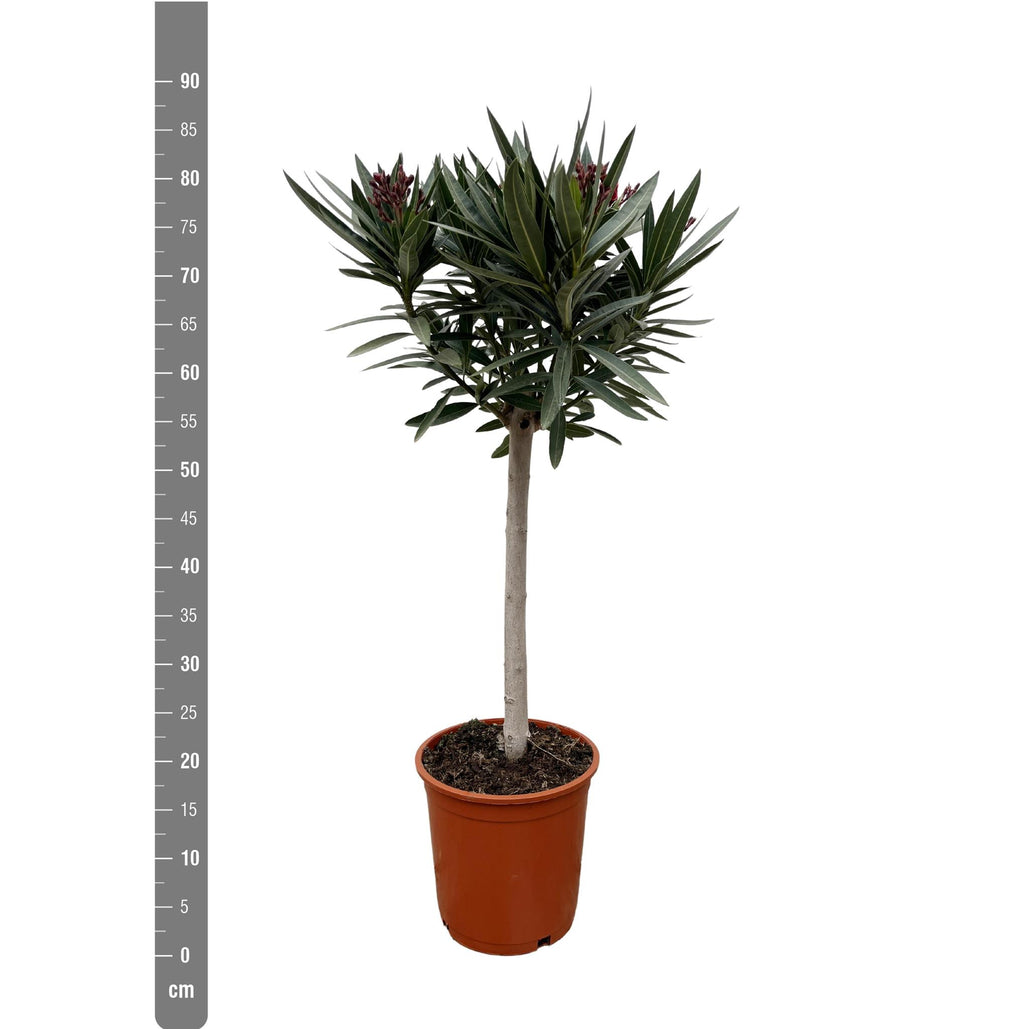 Nerium Oleander på stjälk med röd blomma - 90cm - Ø30