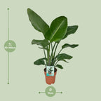 Strelitzia Nicolai Ø19cm - ↕80cm